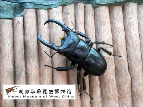 黑扁锹甲模型