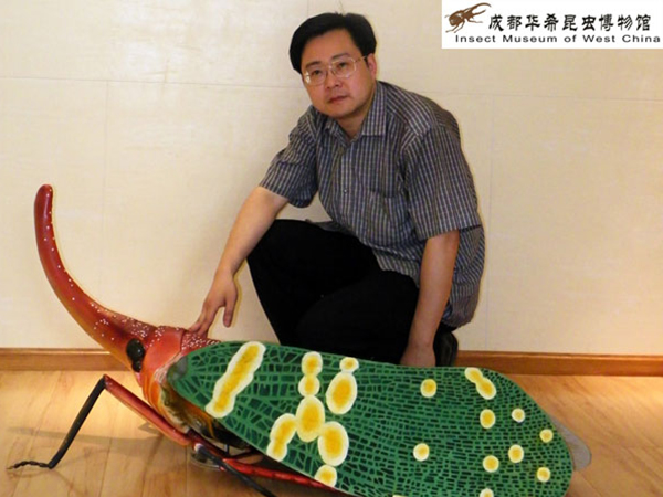 龙眼蜡蝉模型