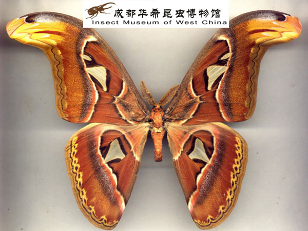 蛇头王蛾（世界翅膀面积最大蛾类）