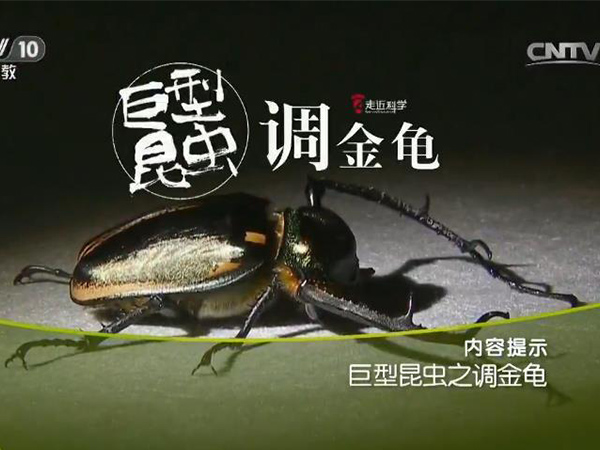 《走近科学》 20160831 巨型昆虫之调金龟