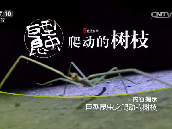 《走近科学》 20160901 巨型昆虫之爬动的树枝