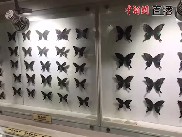 中新社对我馆进行直播