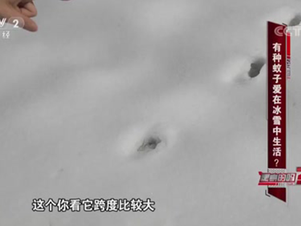 [是真的吗]有种蚊子爱在冰雪中生活 是真的吗？