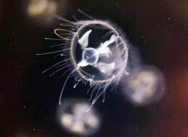 蜀水精灵、成都网红水生物于华希昆虫博物馆亮相（四川在线20211003）