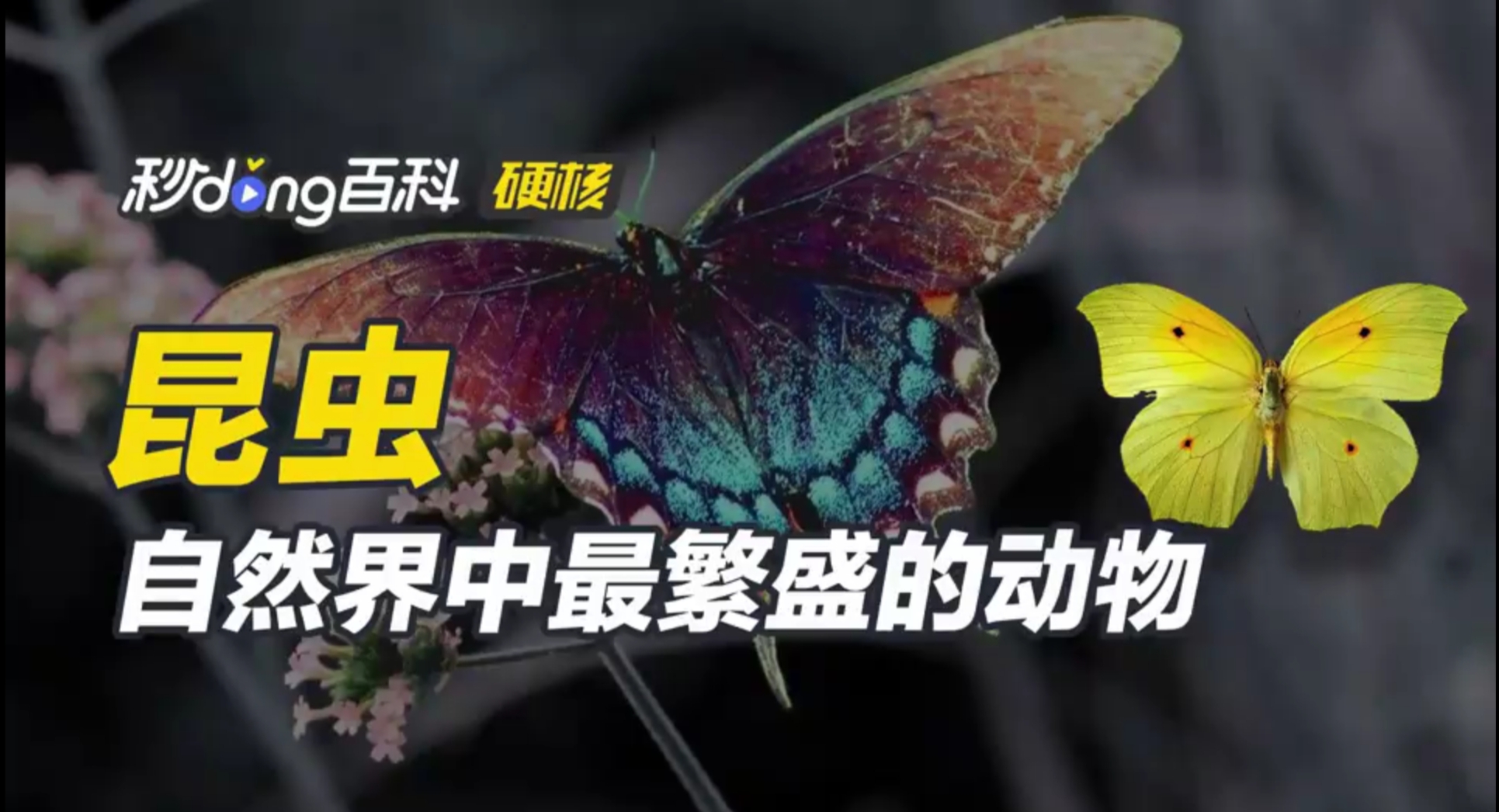 昆虫——自然界中最繁盛的动物