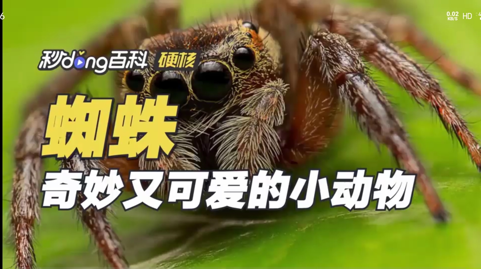 蜘蛛——奇妙又可爱的小动物