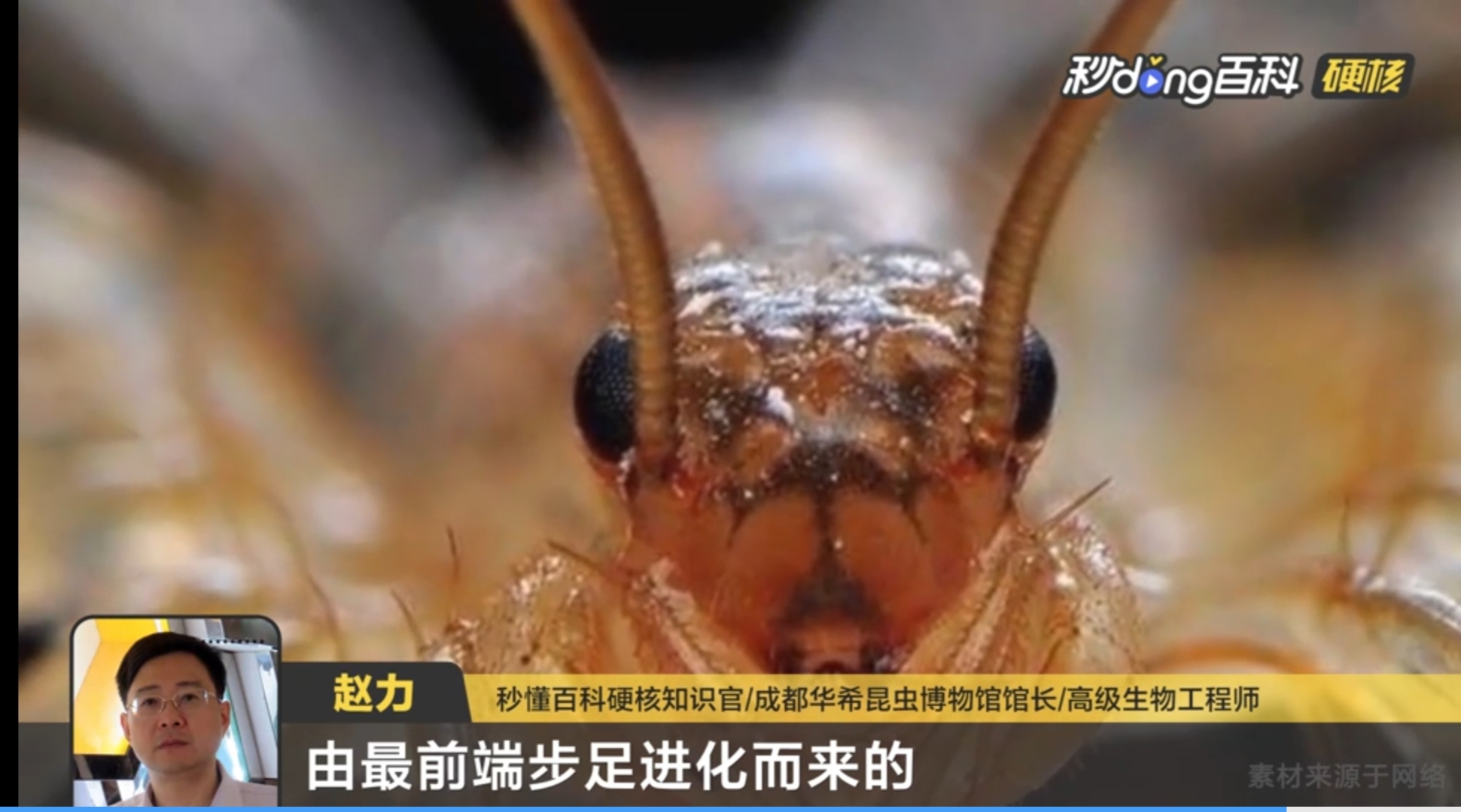 钱串子——蚰蜒