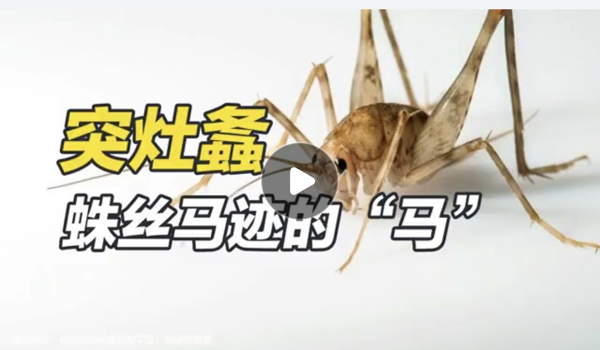 突灶螽（我馆与百度秒懂百科合作制作的系列科普短片）
