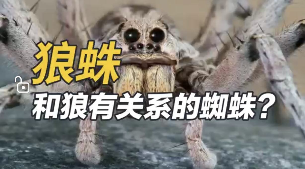 狼蛛——和狼有关系的蜘蛛