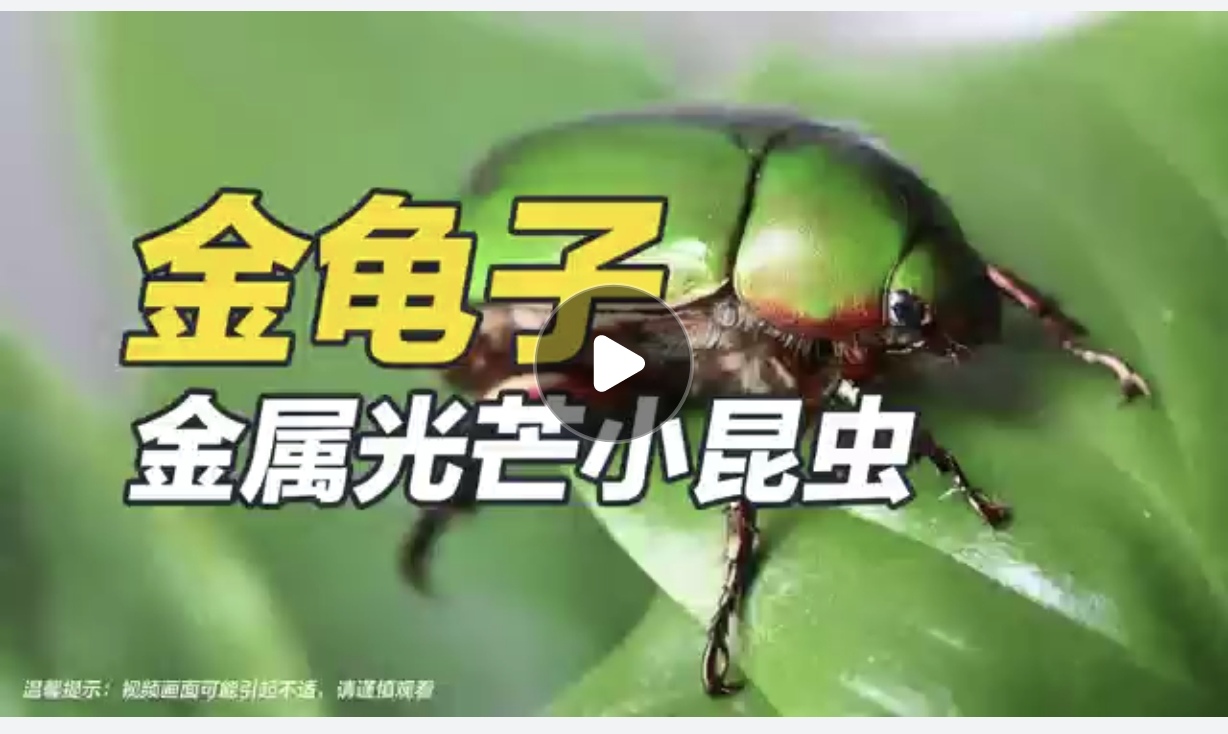 金龟子——金属光芒小昆虫