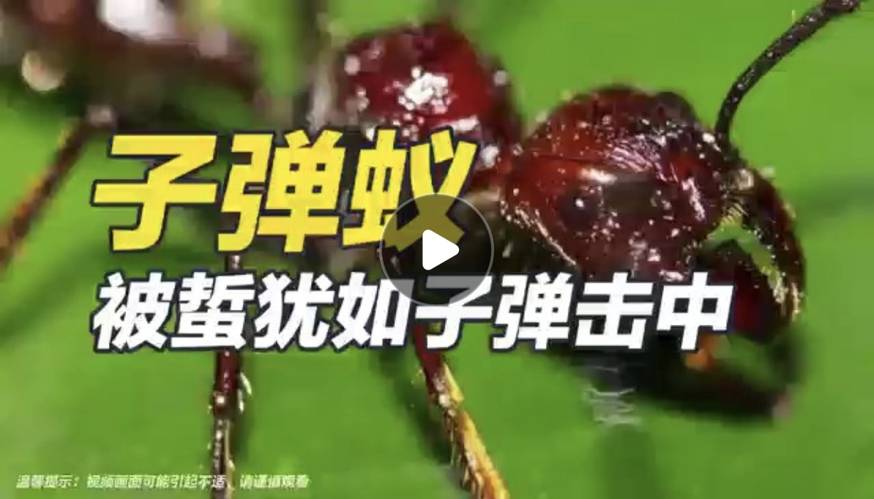 子弹蚁——被蜇犹如子弹击中