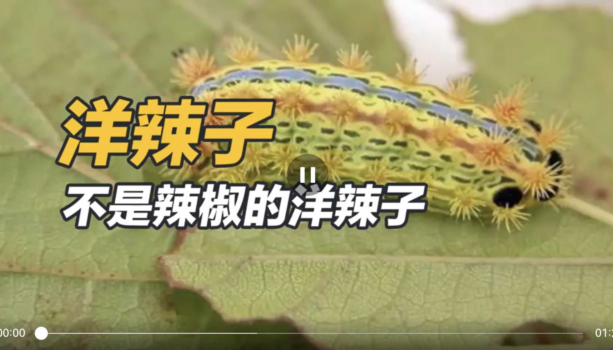 洋辣子——不是辣椒的洋辣子