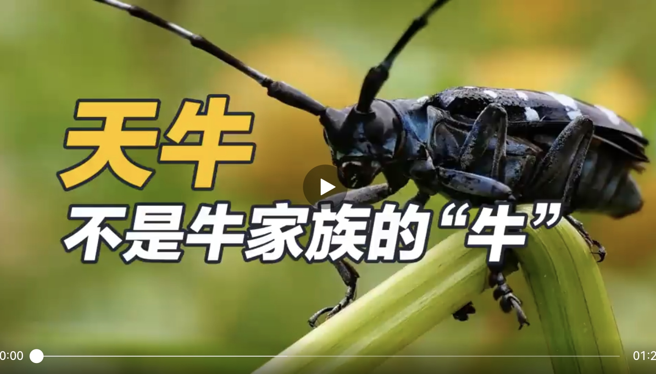天牛——不是牛家族的牛