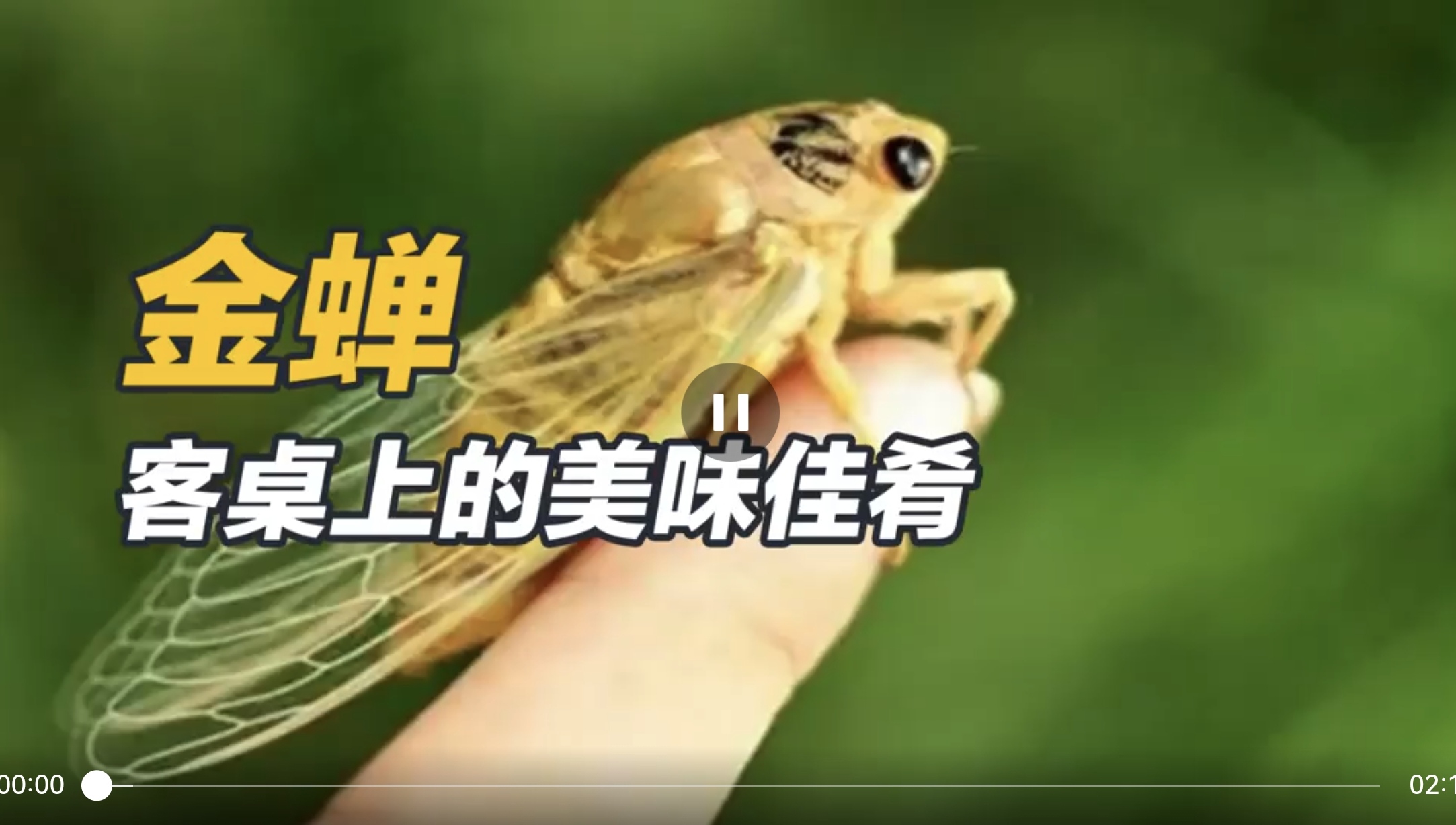 金蝉——客桌上的美味佳肴