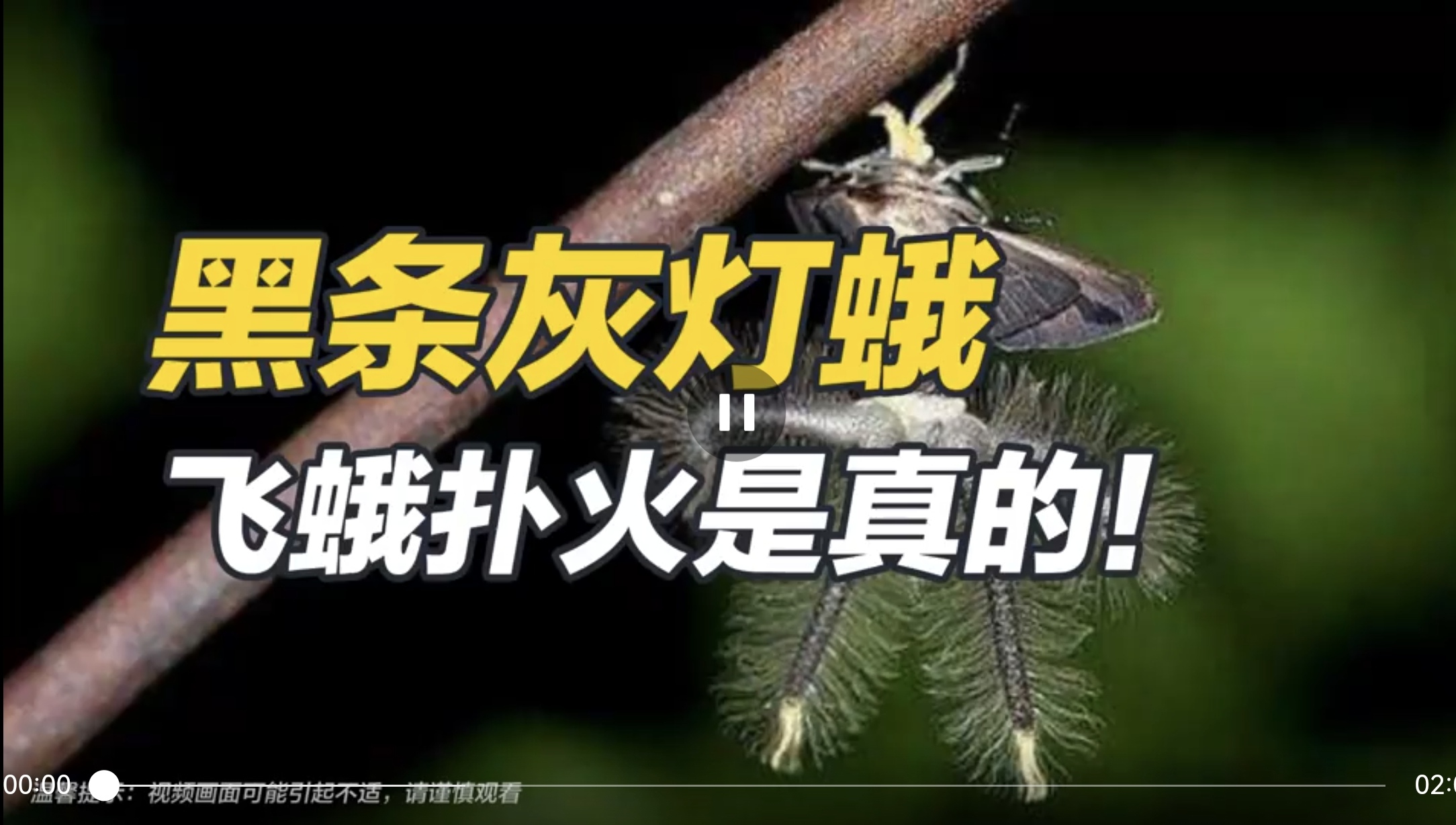 黑条灰灯蛾——飞蛾扑火是真的