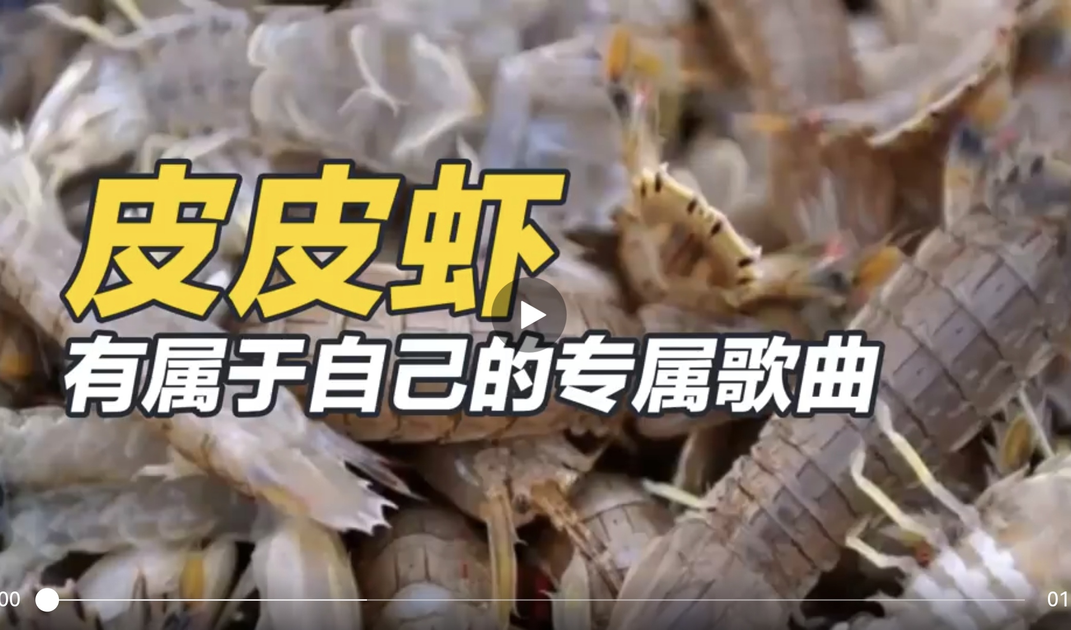 皮皮虾——有属于自己的专属歌曲