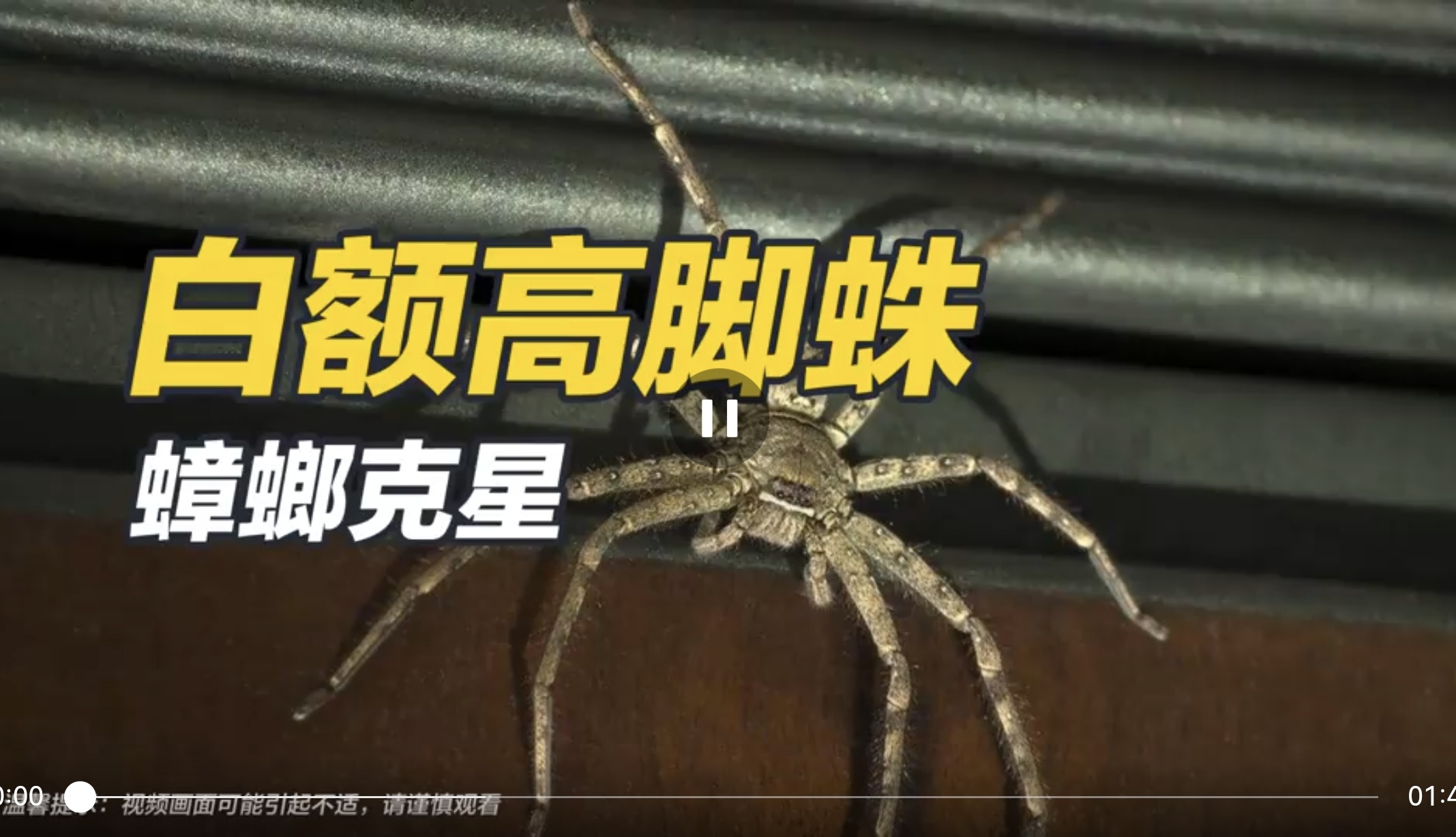 白额高足蛛——蟑螂克星